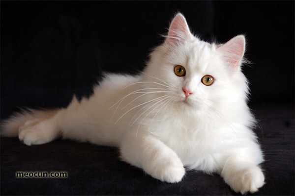Những giống mèo đẹp nhất thế giới Mèo Cún Pet Shop