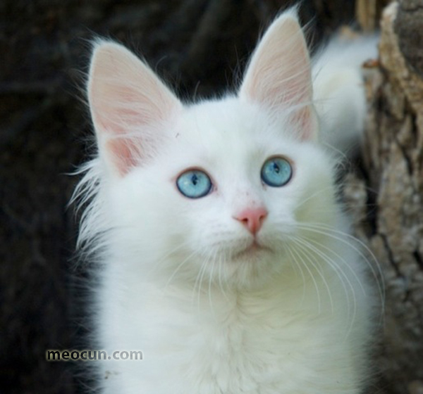Top những loài mèo đẹp nhất thế giới P1 - Mèo Cún