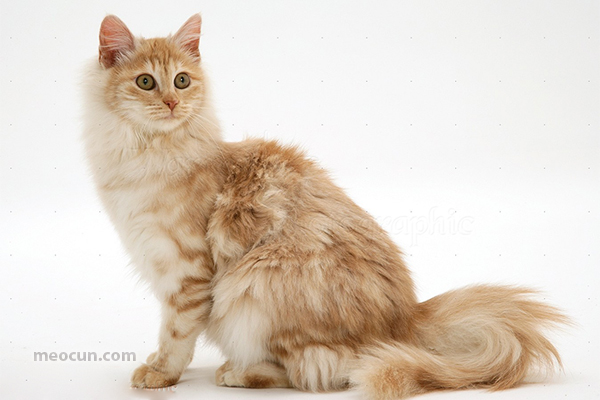 Những giống mèo đẹp nhất thế giới Mèo Cún Pet Shop