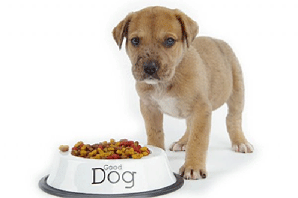 6 lợi ích của thức ăn khô dành cho chó