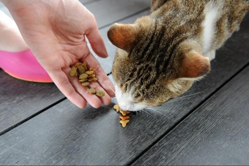 6 chất dinh dưỡng trong đồ ăn mèo bạn phải biết - chăm sóc mèo