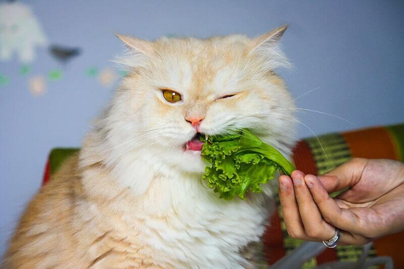 rau xanh bổ sung canxi cho mèo