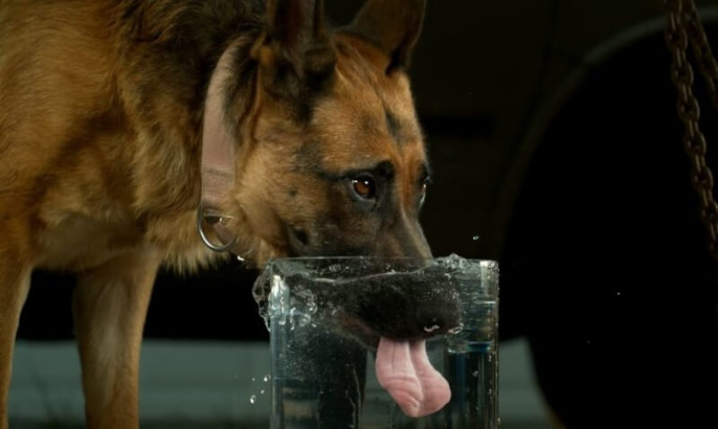 bổ sung nước cho chó mèo