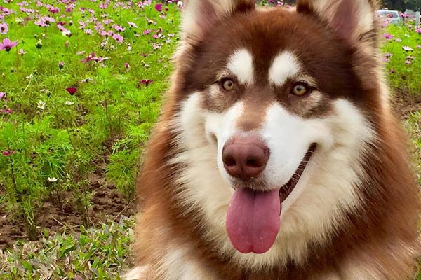 14 giống chó đẹp nhất thế giới - Chó cảnh đẹp - Mèo Cún
