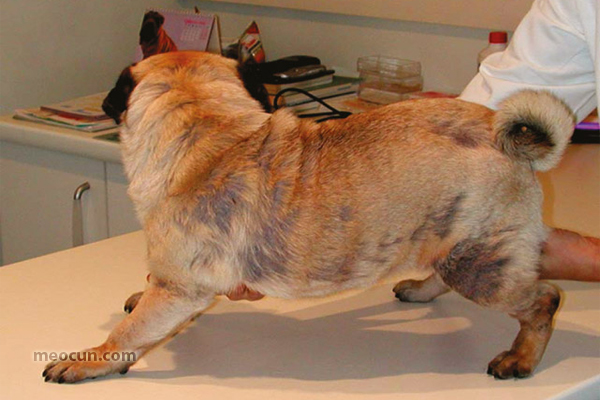 Viêm da ở chó - Dấu hiệu và cách điều trị