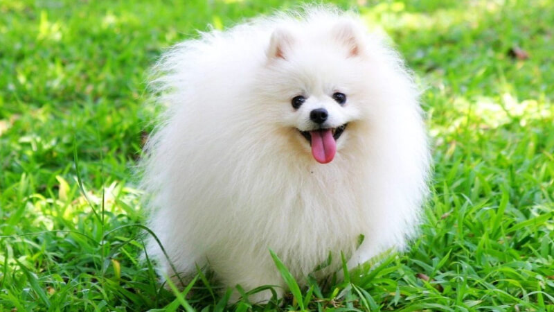 Giống chó đẹp : Chó Pomeranian (chó Phốc sóc)