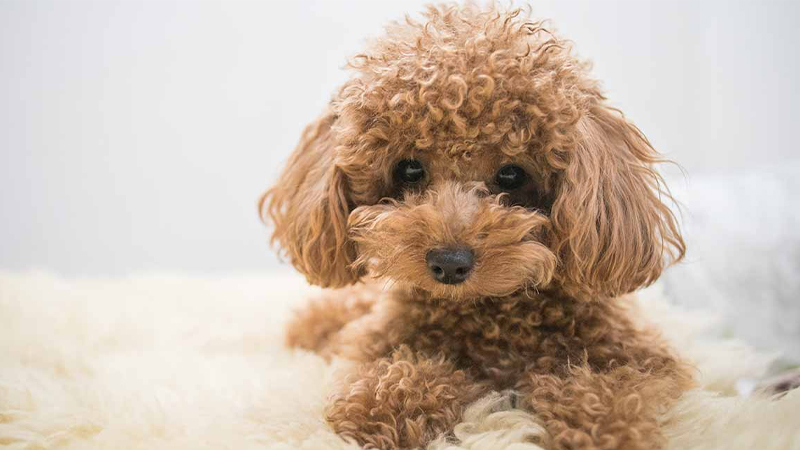 Giống chó đẹp: Loài chó Poodle