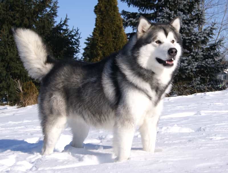 Đặc điểm bộ lông của chó Alaska