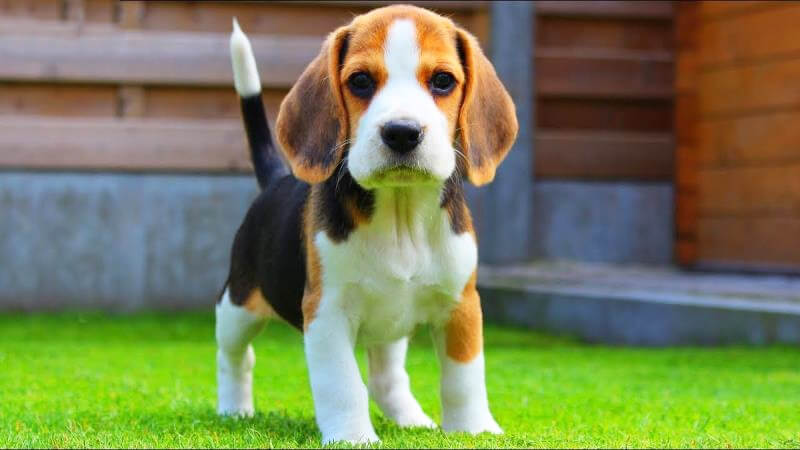 Giống chó Beagle đẹp dễ nuôi