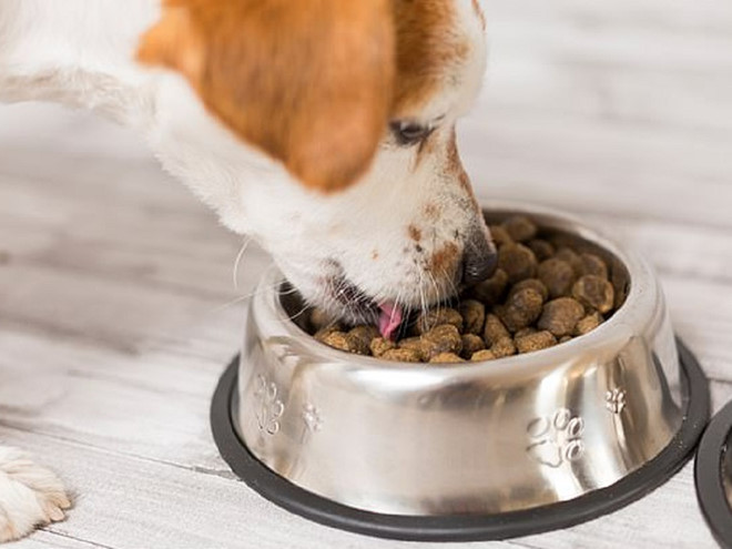 Trẻ ăn nhầm thức ăn dành cho chó có sao không?