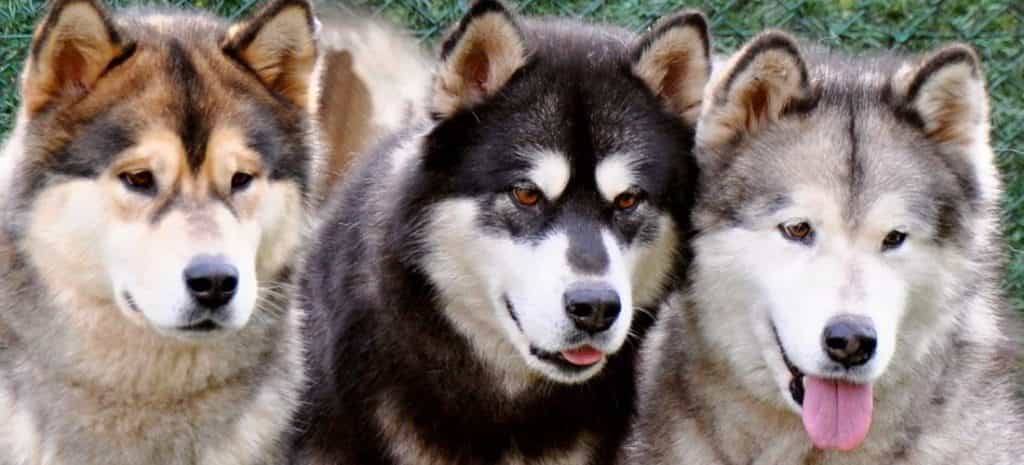 Tiêu chuẩn về màu lông chó Alaska