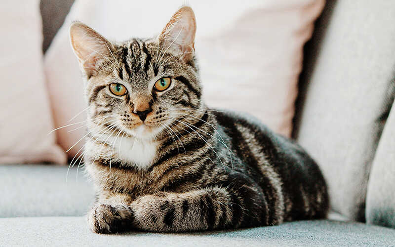 mèo mướp lọt top 10 mèo đẹp tuyệt vời nhất thế giới