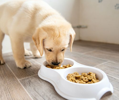 Ăn đúng giờ, đúng cách giúp chó con hấp thụ dinh dưỡng tốt hơn