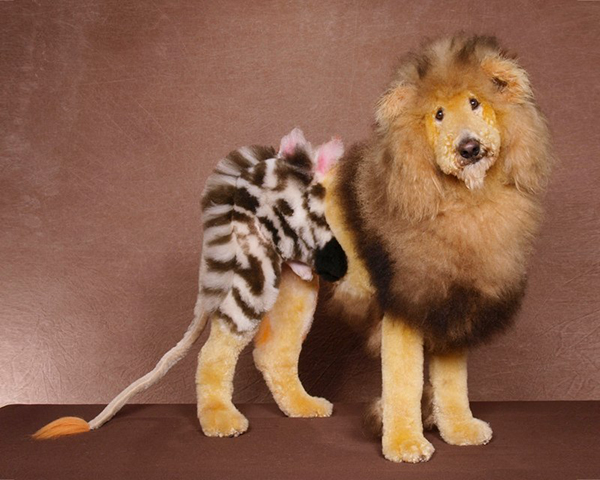 Funny cats and dogs with hair coloring art