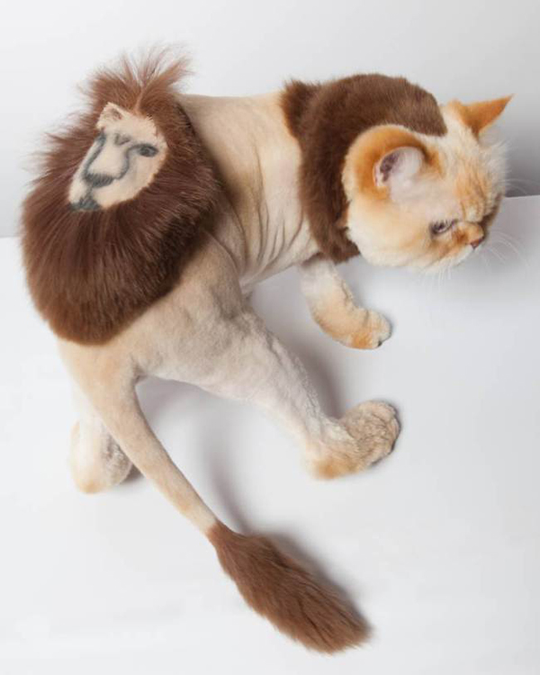 Chó mèo ngộ nghĩnh với nghệ thuật nhuộm lông tạo hình