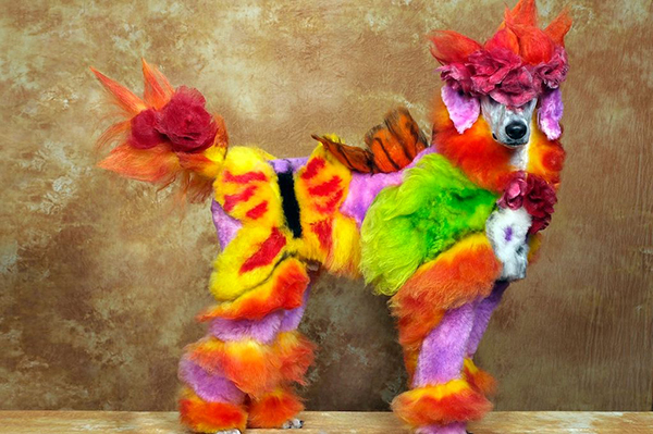 Funny cats and dogs with hair coloring art