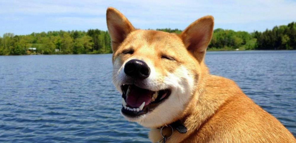 Chó cảm nhận được việc mỉm cười là một dấu hiệu tốt