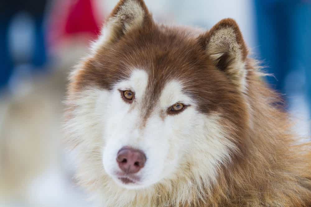 Cách chọn chó Alaska đẹp, đúng theo yêu cầu của bạn