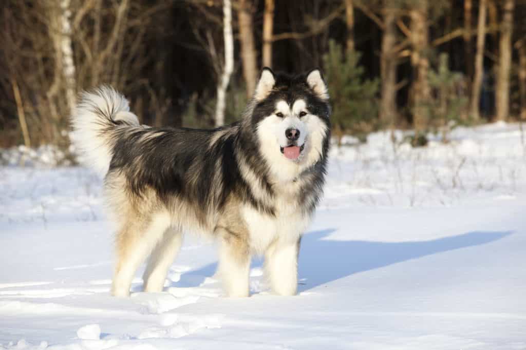 Cách chọn vóc dáng của giống chó Alaska