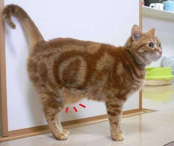 U mỡ ở mèo - bệnh lý phổ biến ở mèo hiện nay - Mèo Cún